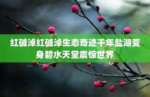 红碱淖红碱淖生态奇迹千年盐湖变身碧水天堂震惊世界