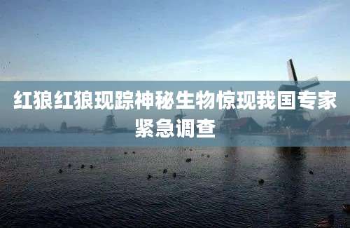 红狼红狼现踪神秘生物惊现我国专家紧急调查