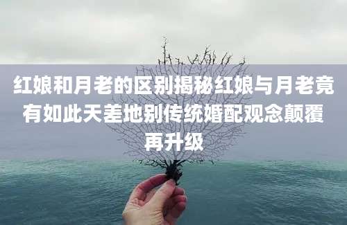 红娘和月老的区别揭秘红娘与月老竟有如此天差地别传统婚配观念颠覆再升级