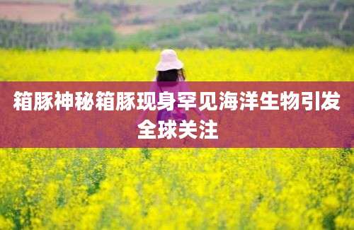 箱豚神秘箱豚现身罕见海洋生物引发全球关注