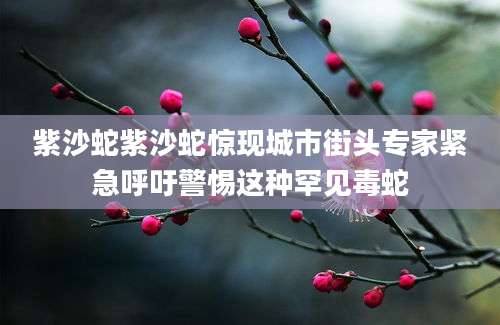 紫沙蛇紫沙蛇惊现城市街头专家紧急呼吁警惕这种罕见毒蛇