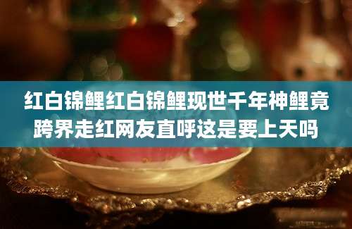 红白锦鲤红白锦鲤现世千年神鲤竟跨界走红网友直呼这是要上天吗