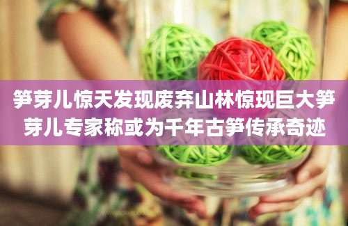 笋芽儿惊天发现废弃山林惊现巨大笋芽儿专家称或为千年古笋传承奇迹