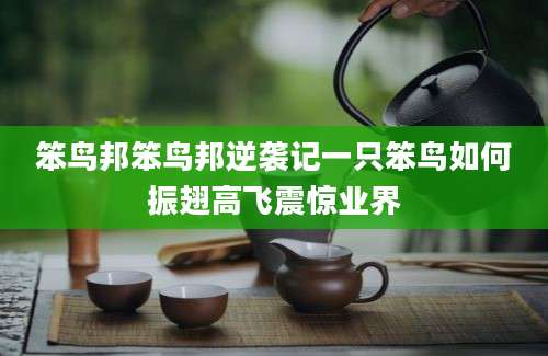 笨鸟邦笨鸟邦逆袭记一只笨鸟如何振翅高飞震惊业界
