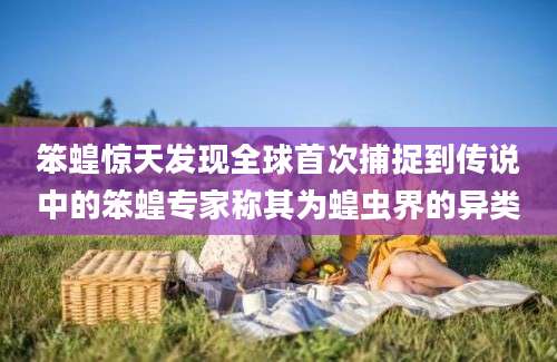 笨蝗惊天发现全球首次捕捉到传说中的笨蝗专家称其为蝗虫界的异类